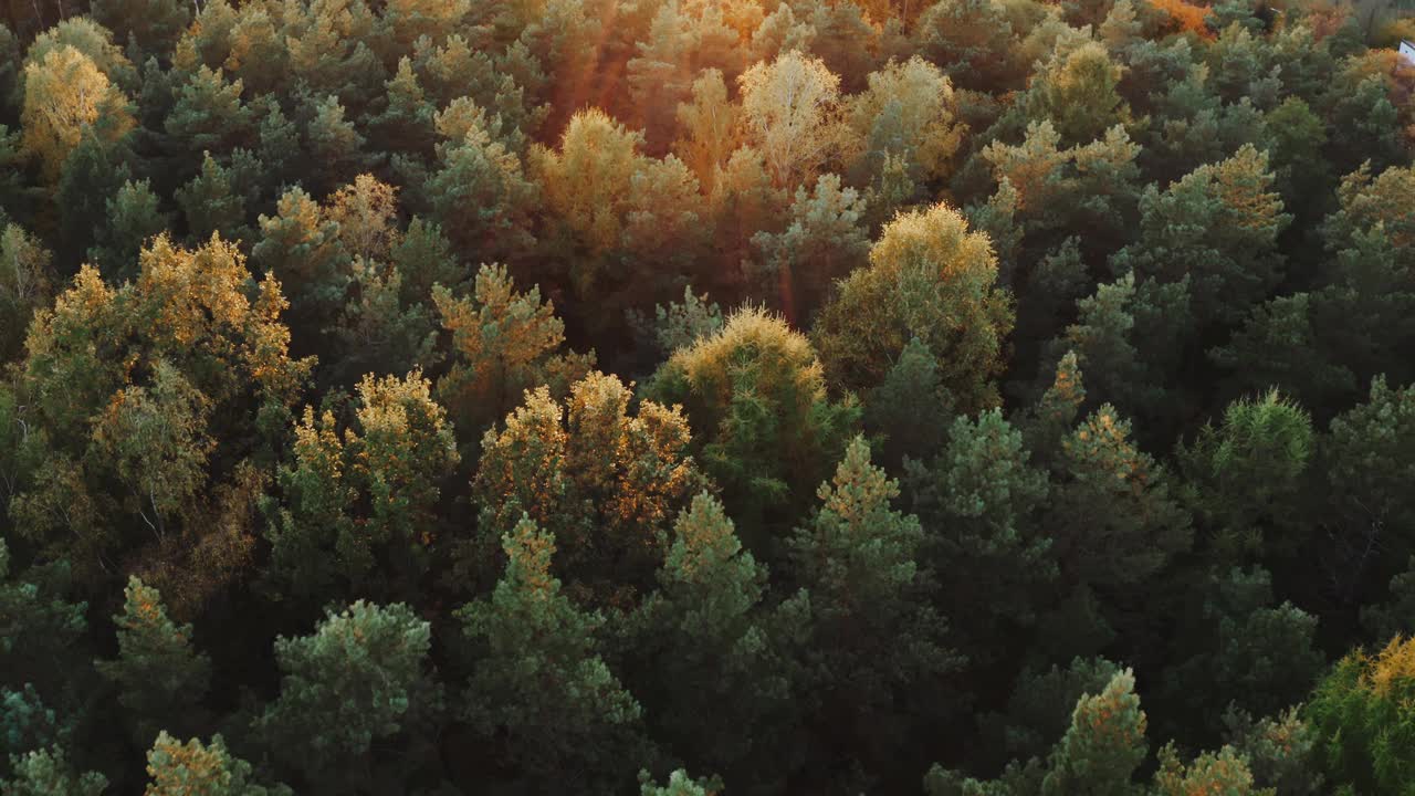 空中飞行在日出或日落时分的针叶林，在清晨或傍晚的黄金时段的山区松树林视频素材