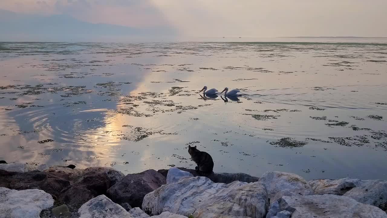 在一个美好的日子里，海里的鹈鹕和沙滩上的猫视频素材