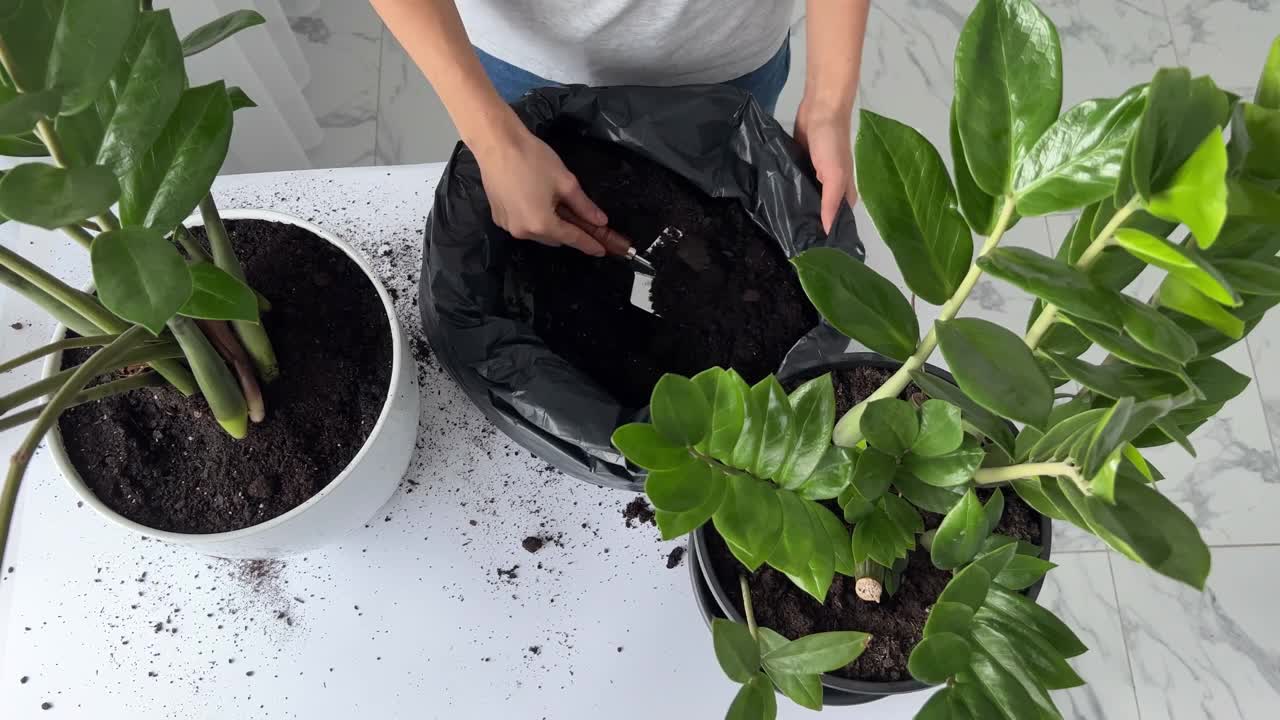 白种女园丁移植植物。家庭花园植物到新的花盆更有利的生长。照顾室内植物改变植物土壤。家庭花园的概念。从高处俯瞰视频素材