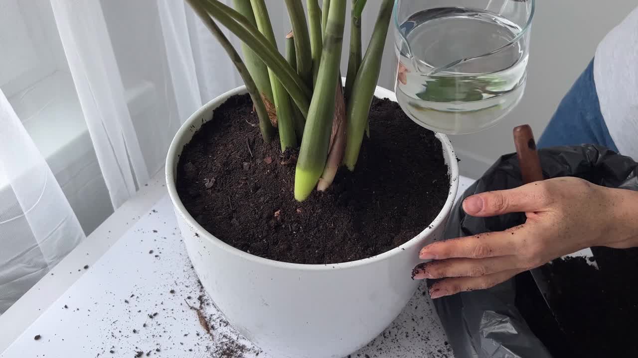 近距离观看女性在花盆中浇灌绿色植物，倾倒，照顾，倾倒液体，施肥丰富干燥的土地，在现代办公室，创意工作室或家中种植花卉。视频素材