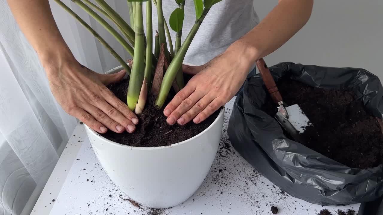 接近的手的妇女种植花卉植物。家庭花园植物到新的花盆更有利的生长。照顾室内植物改变植物土壤。家庭花园的概念。视频素材