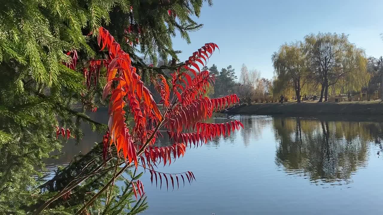 漆树的红叶映衬着平静的池水。视频素材