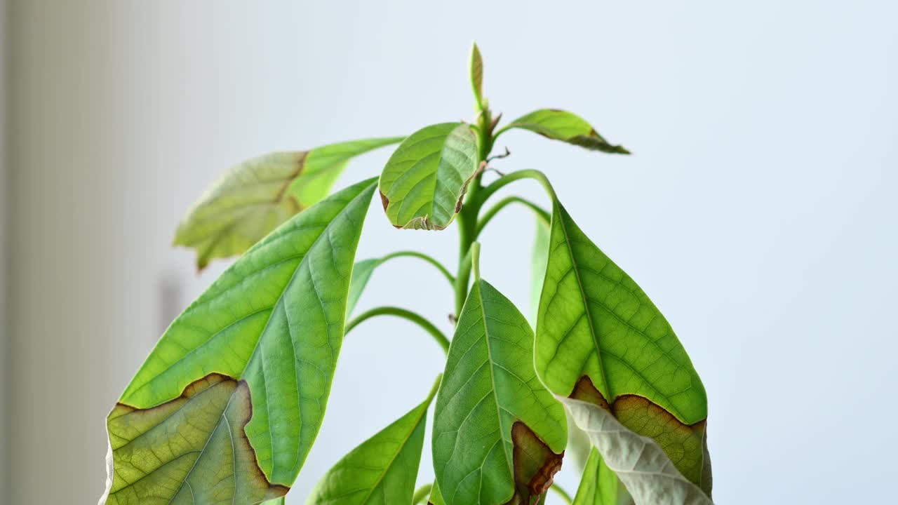 干燥患病的室内植物特写。视频素材