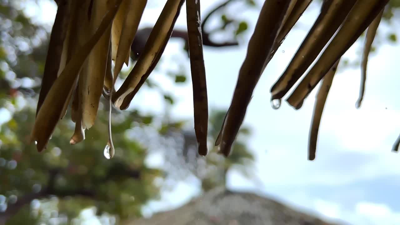 热带雨滴视频素材