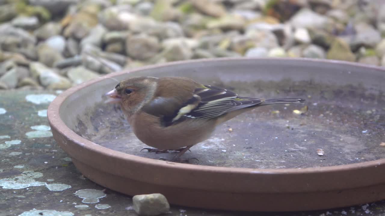 可爱的雌性苍头燕雀(Fringilla coelebs)在地上的一个空水碗里视频素材