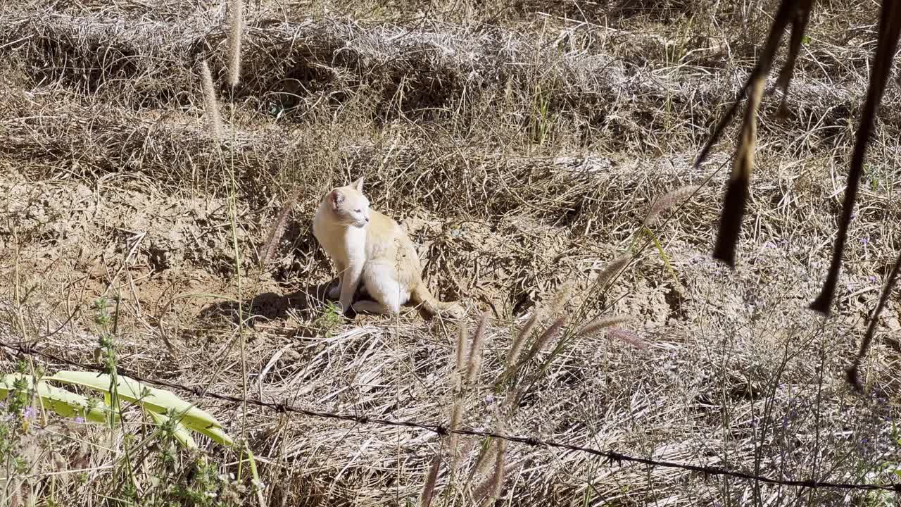 一只带有橙色条纹的白猫正坐在干草地上。视频素材