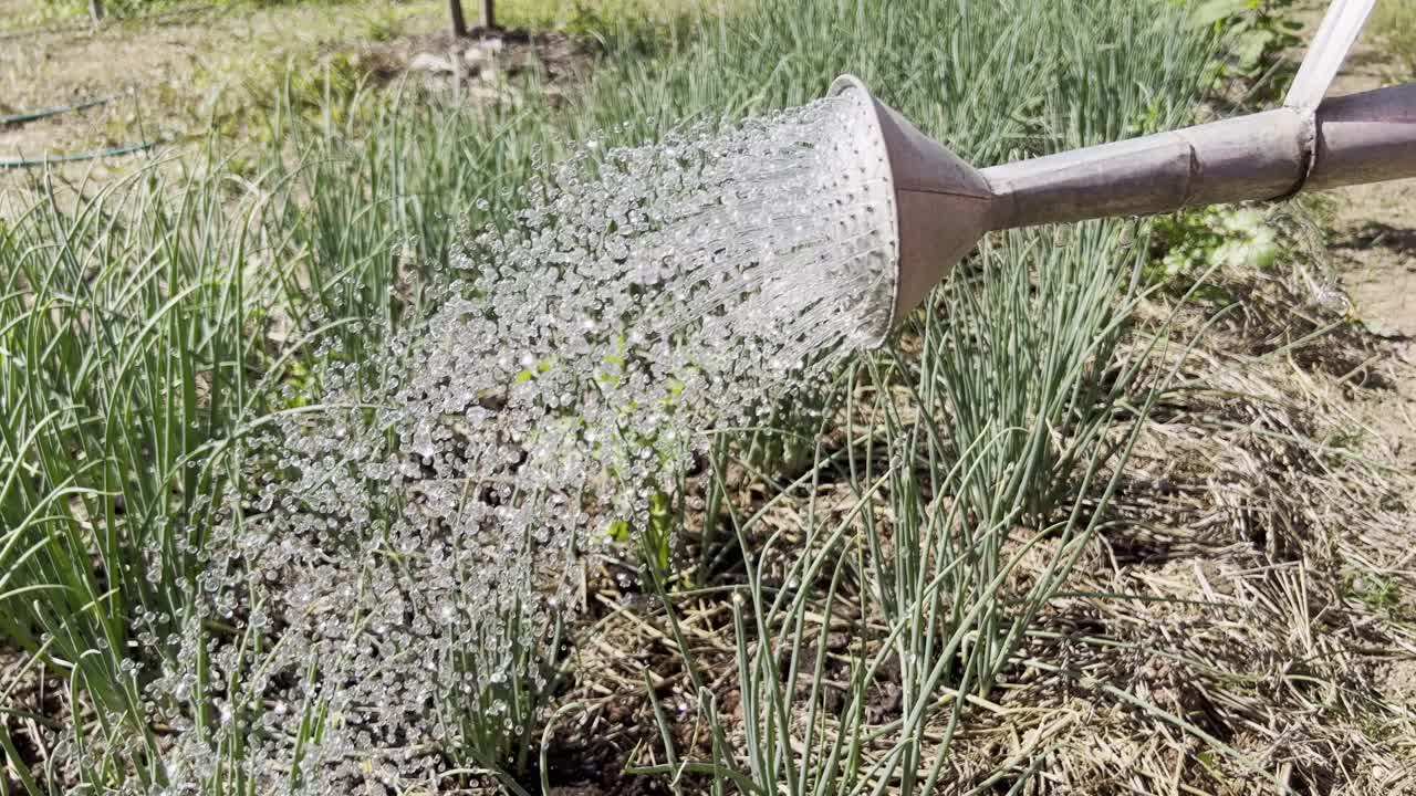 园丁们在自己的花园里给蔬菜浇水。视频素材