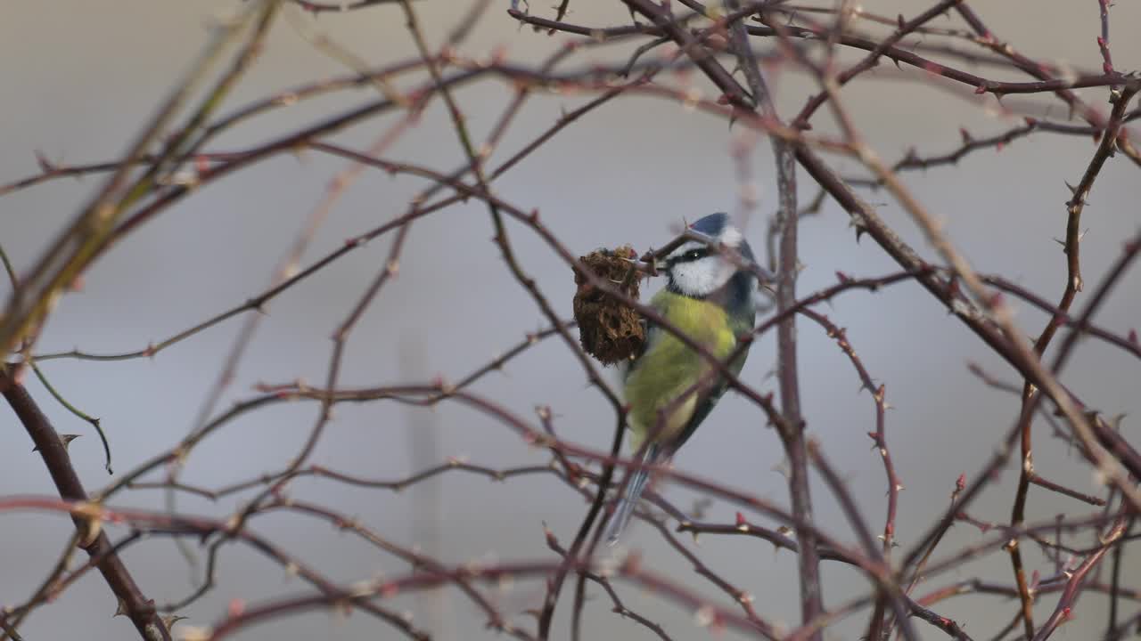 大自然中美丽的彩色小鸟欧亚蓝山雀(Cyanistes caeruleus)在冬天栖息在树枝上。捷克共和国野生动物视频素材