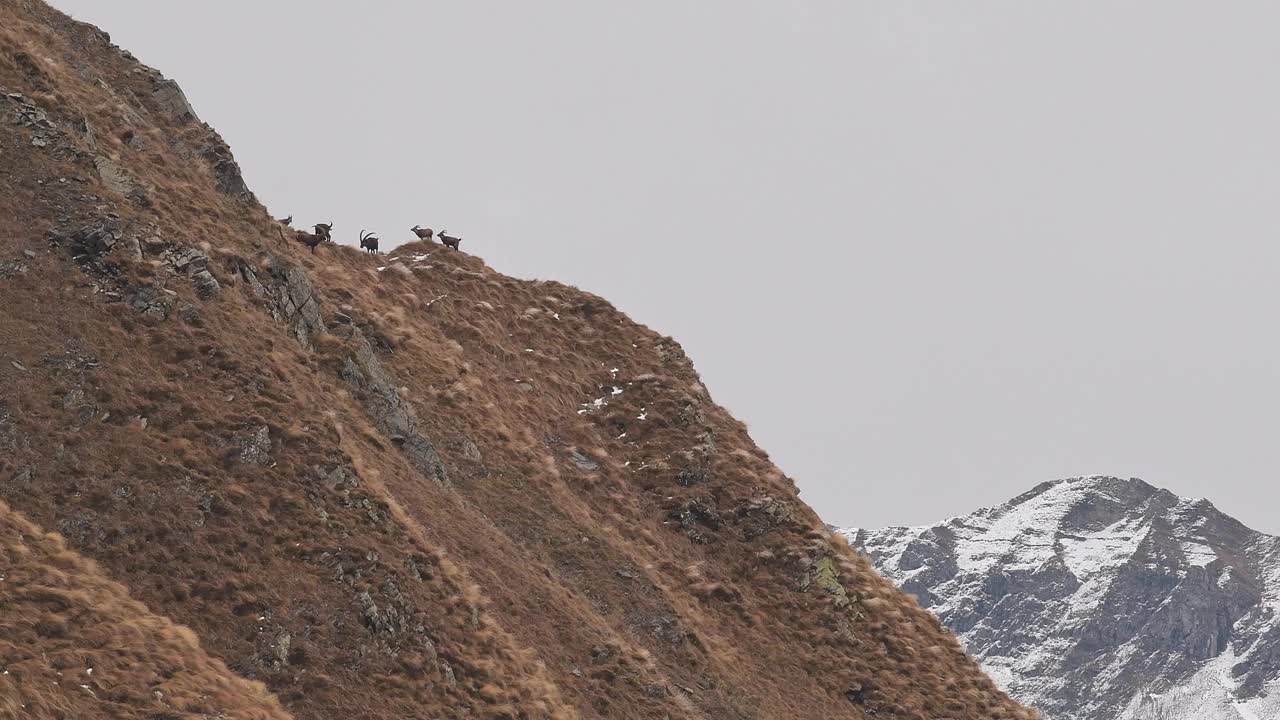 山顶上的一群公山羊(卡普拉山羊)视频素材