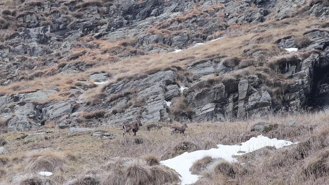 雌性阿尔卑斯山山羊带着幼仔(卡普拉山山羊)视频素材