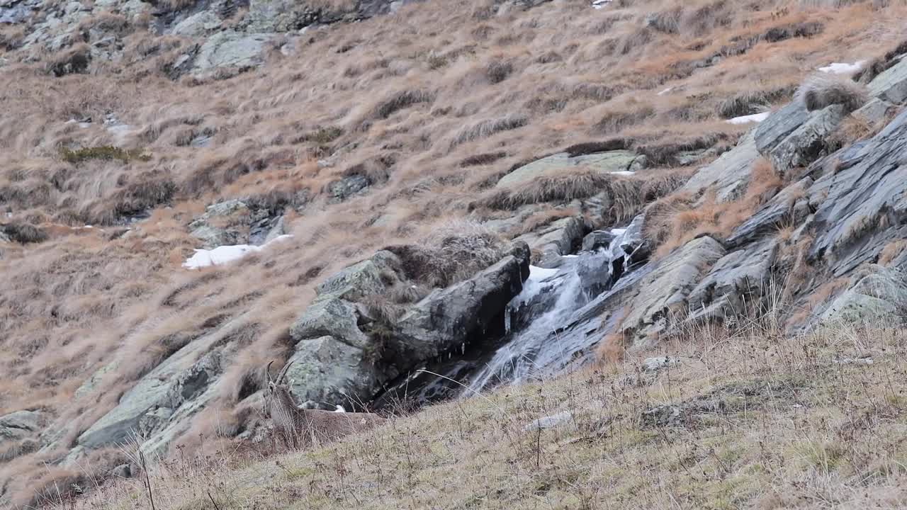 雌阿尔卑斯山山羊看着相机(卡普拉山山羊)视频素材