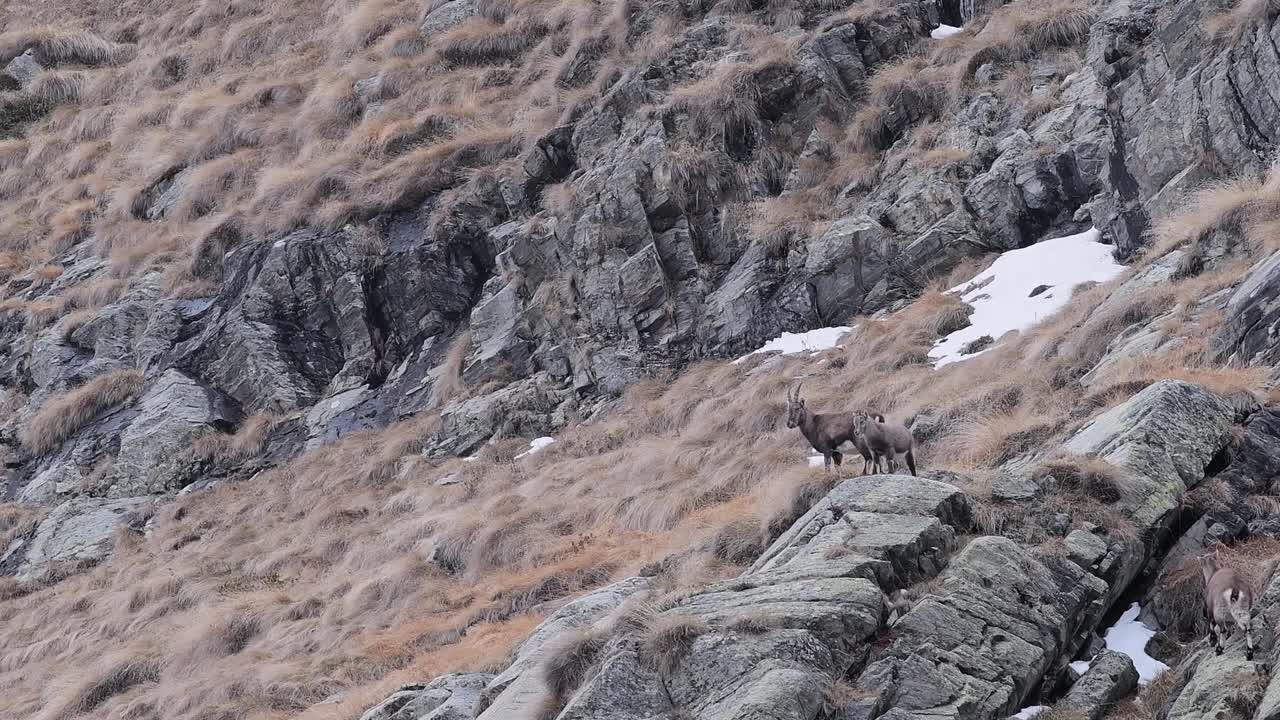 雌性阿尔卑斯山山羊和幼仔在岩石上(卡普拉山山羊)视频素材