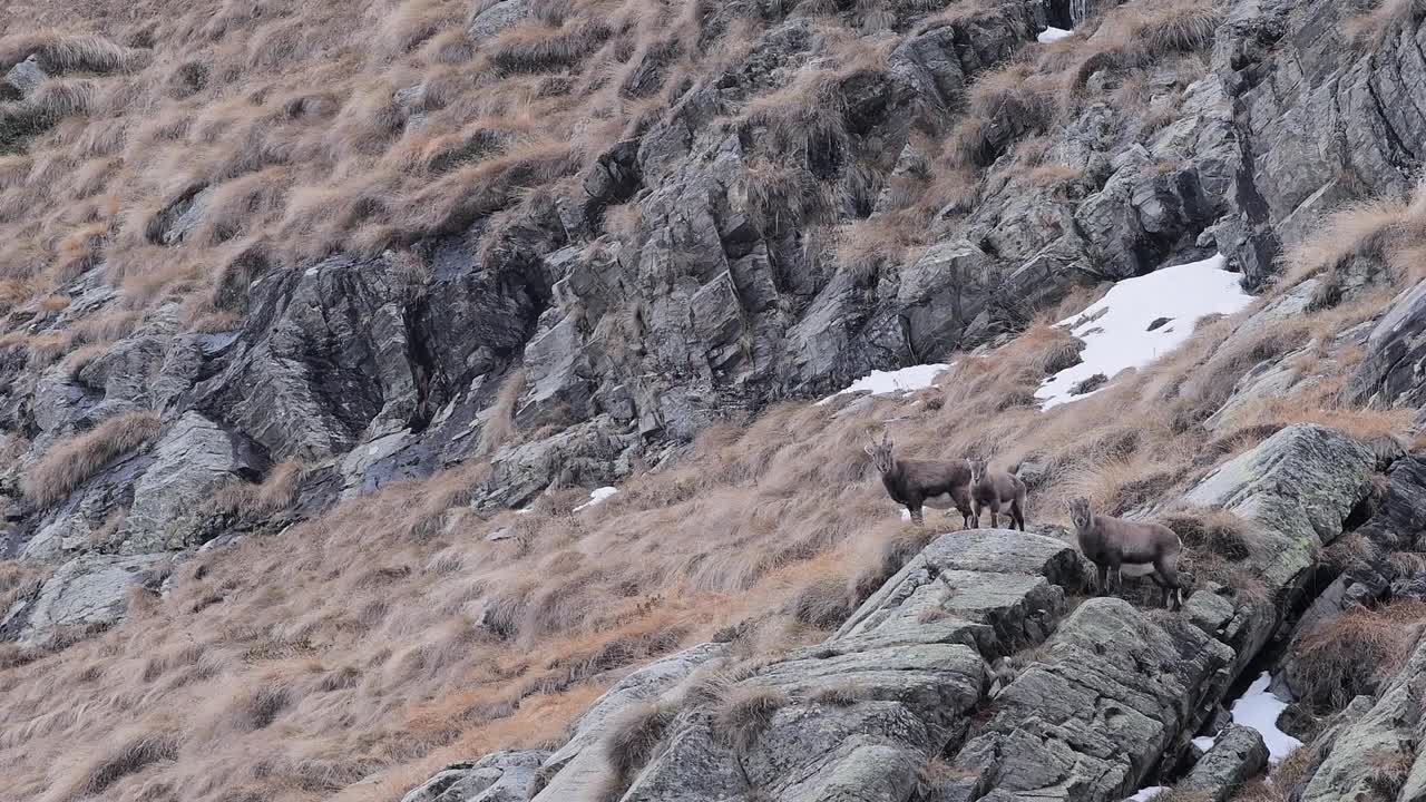 雌性阿尔卑斯山山羊和幼仔在岩石上(卡普拉山山羊)视频素材