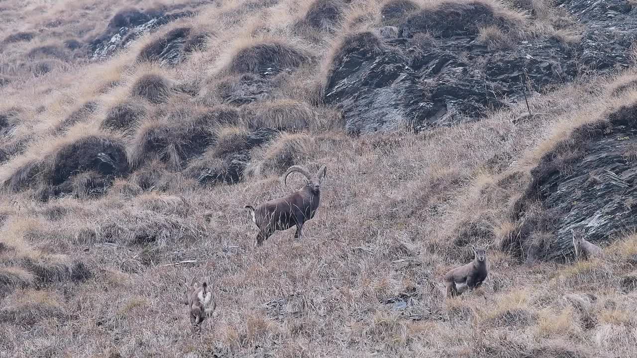 荒野阿尔卑斯的一个美好家庭(卡普拉野山羊)视频素材