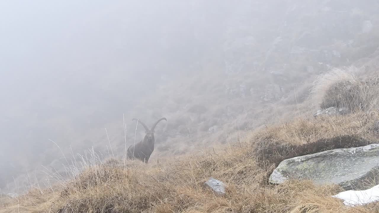 秋天被雾笼罩(卡普拉野山羊)视频素材