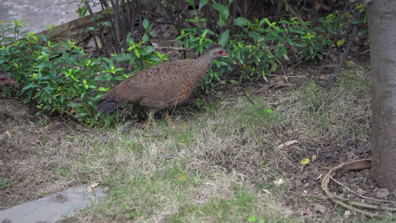 印度拉贾斯坦邦，阿布山站的城市地区，红泼鸡在花园里寻找食物视频素材