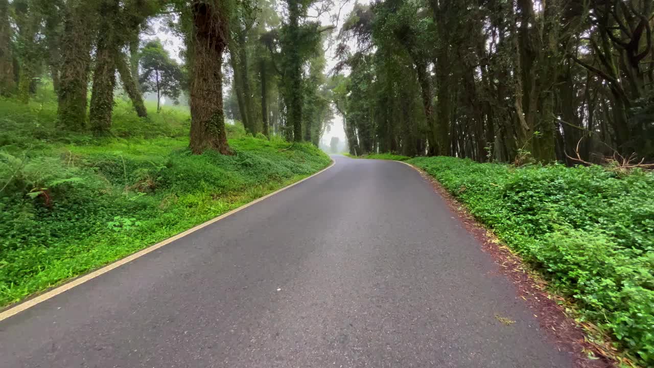 秋天的一天，在松树和黄色树叶的森林里，空荡荡的柏油路。视频素材