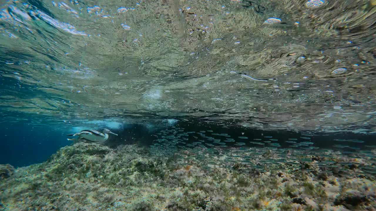 大鸬鹚(Phalacrocorax carbo)追逐一群鱼(诱饵球)在西班牙的马略卡岛的巴利阿里群岛视频下载