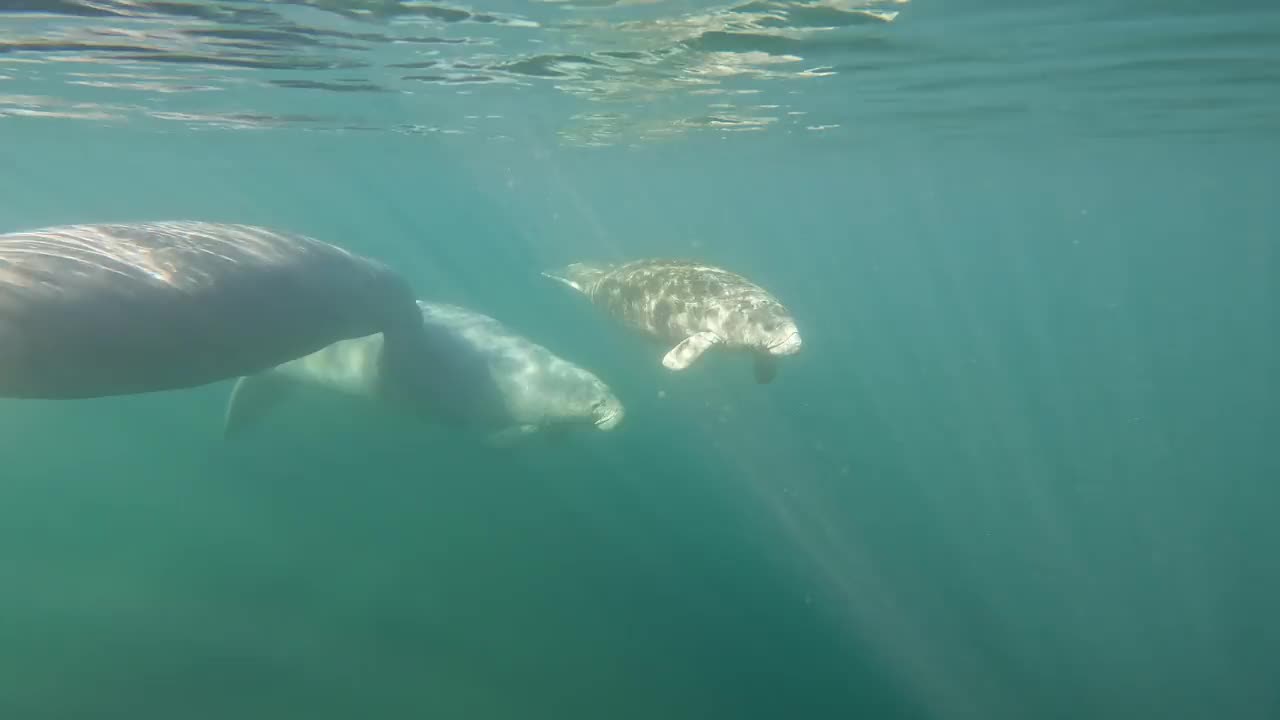 海牛视频素材