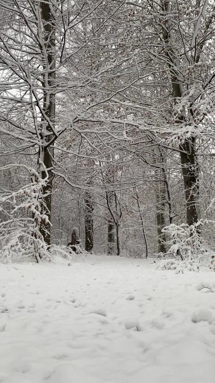 幸福的情侣走在白雪覆盖的冬季森林视频素材