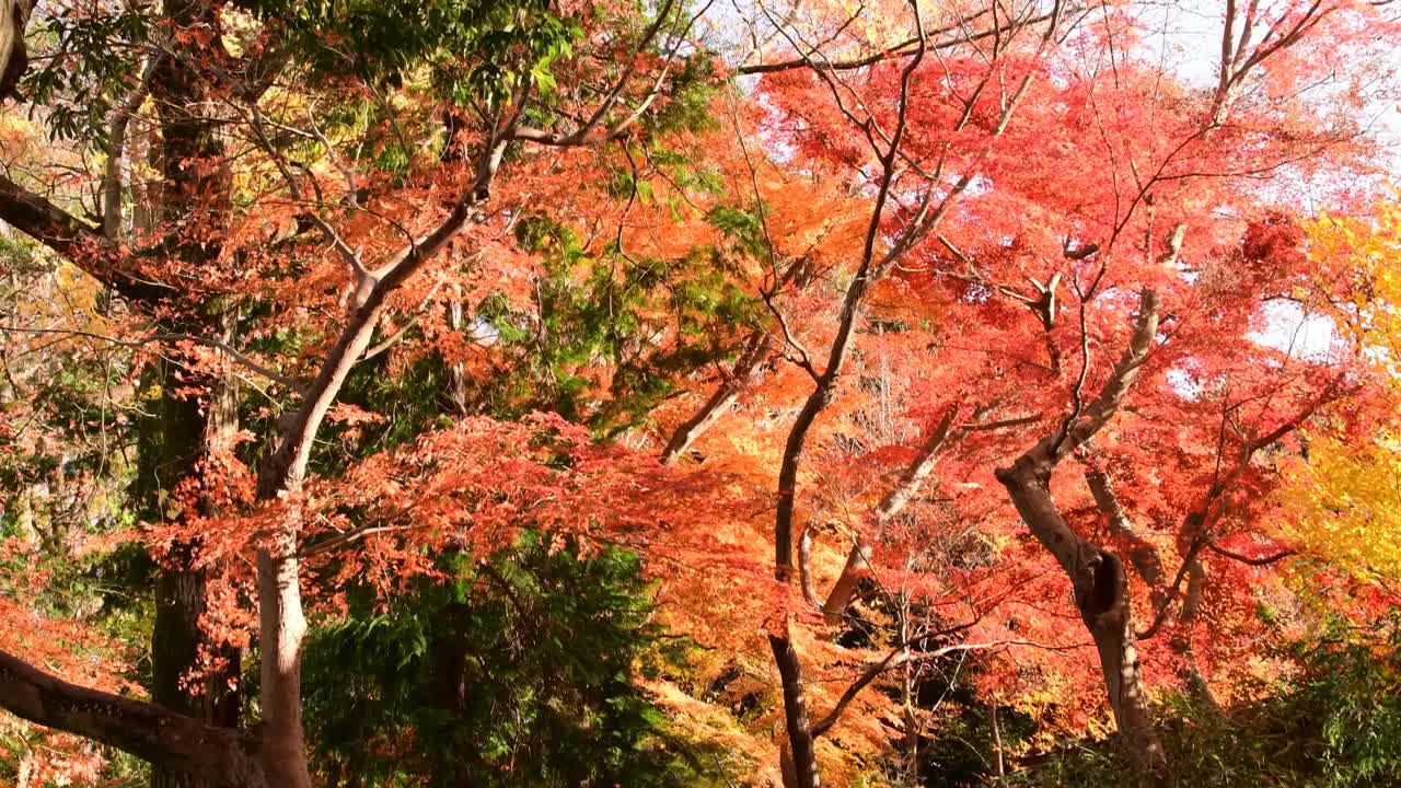 秋叶色彩的猪之岛公园，东京视频素材