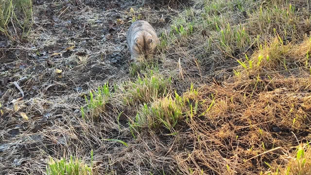 猫在草地上散步。视频素材