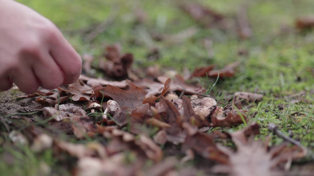 妇女在大自然中用手收集蘑菇视频素材