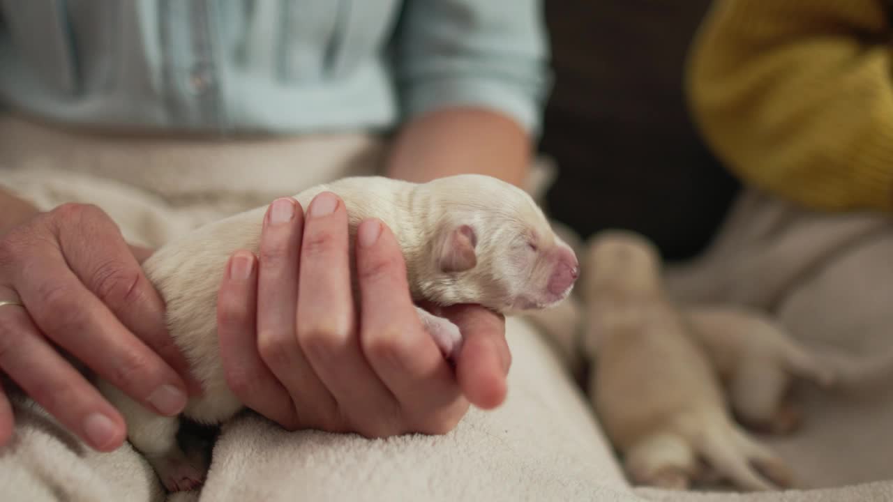 一名妇女和她的女儿按摩两只白色新生幼犬的腹部视频素材