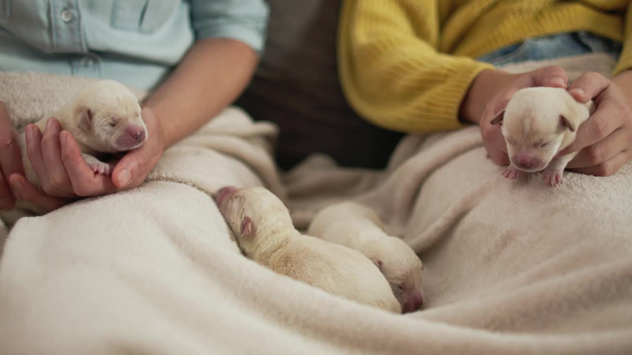 一名妇女和她的女儿按摩两只白色新生幼犬的腹部视频素材