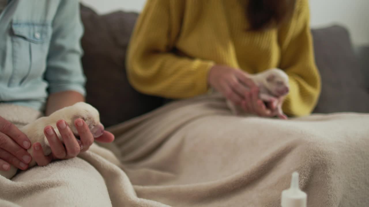 一名妇女和她的女儿按摩两只白色新生幼犬的腹部视频素材