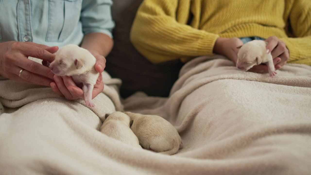 一名妇女和她的女儿按摩两只白色新生幼犬的腹部视频素材