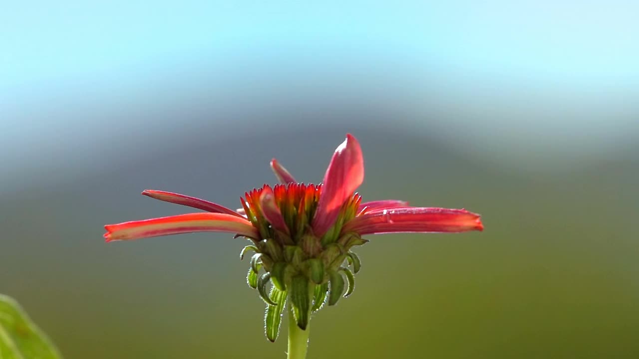 大黄蜂在红花上视频素材