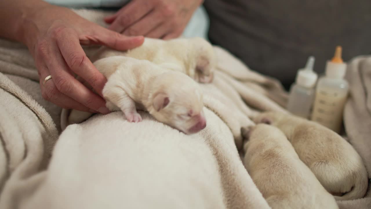 女子按摩新生幼犬的腹部视频素材