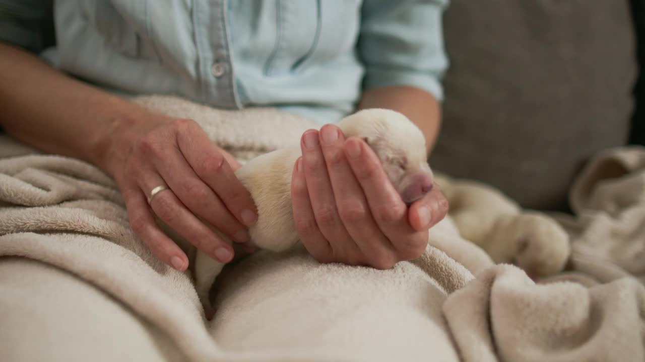 女子按摩新生幼犬的腹部视频素材