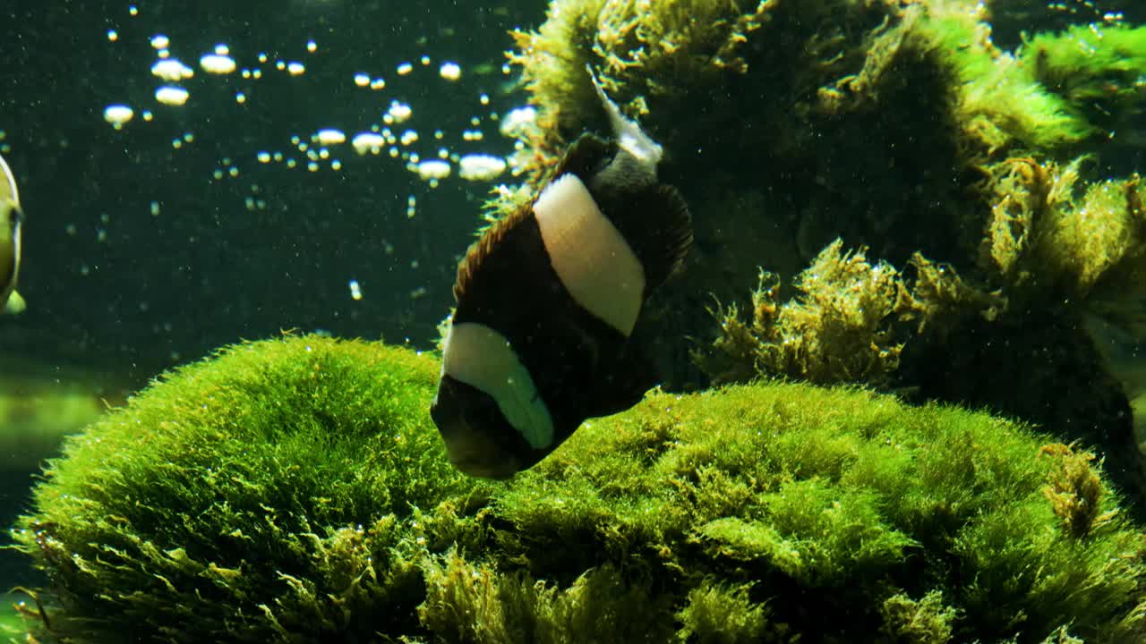 小丑鱼或海葵鱼在玻璃水族馆里游泳，那里的水有点浑浊视频素材