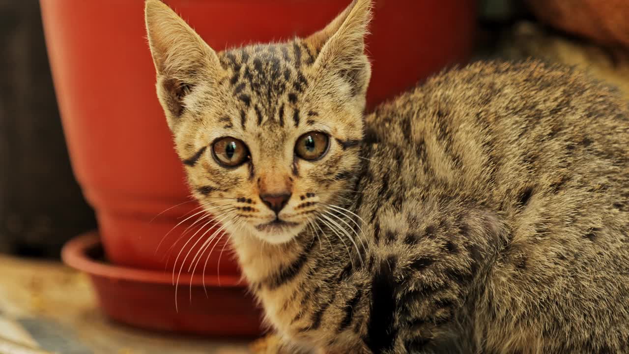 可爱可爱又漂亮的猫，玩着吃着视频素材