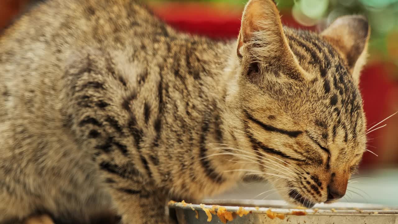 可爱可爱又漂亮的猫，玩着吃着视频素材