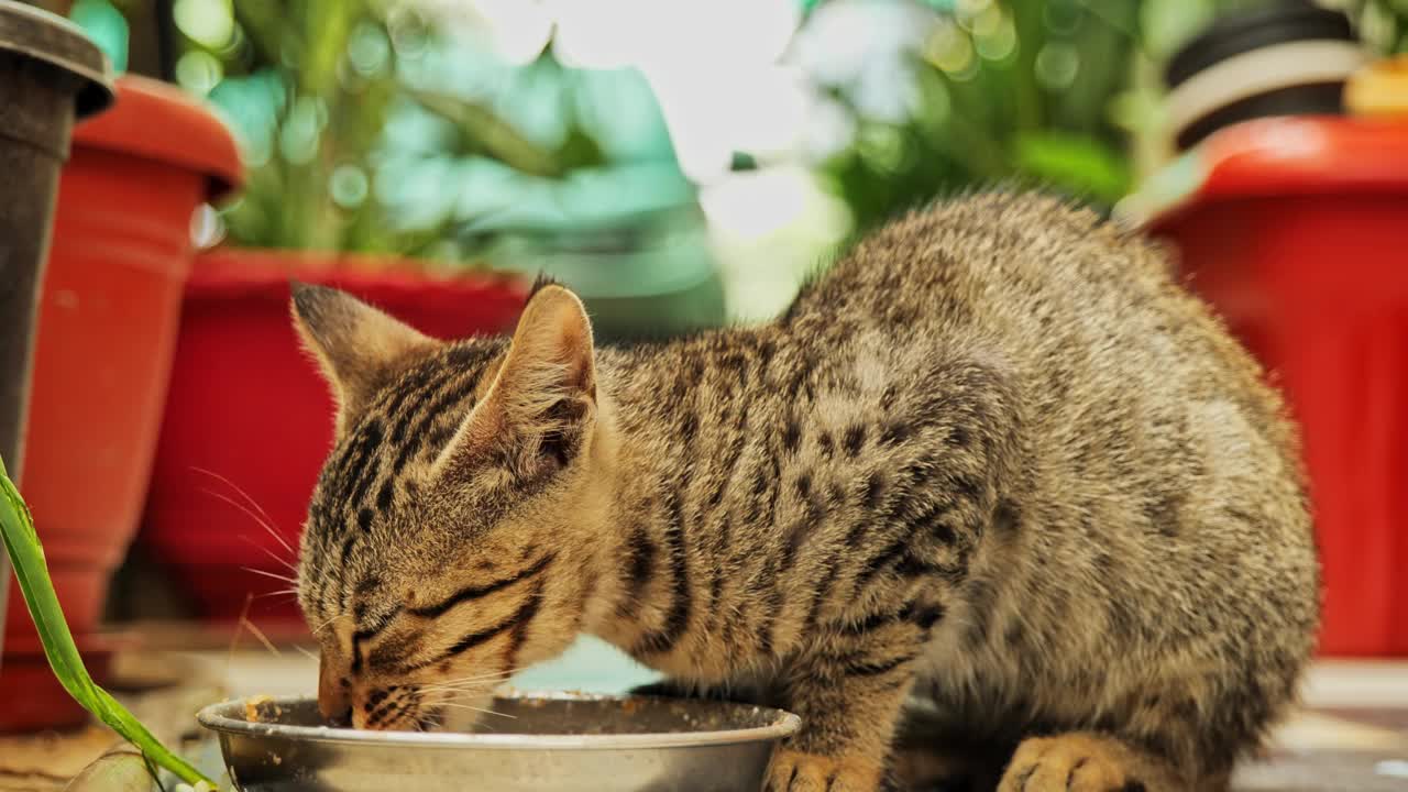 可爱可爱又漂亮的猫，玩着吃着视频素材