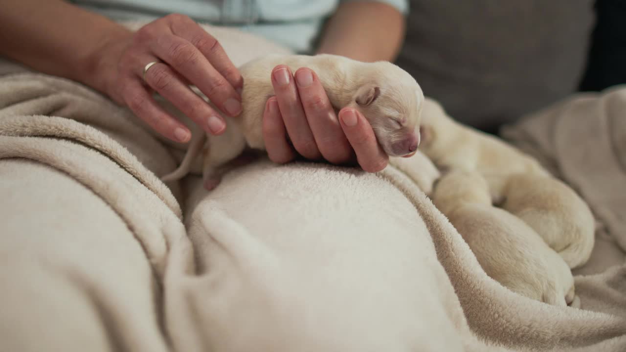 女子按摩新生幼犬的腹部视频素材