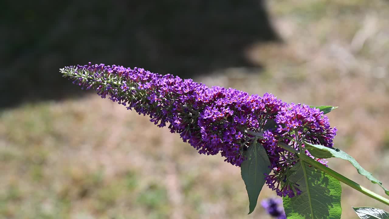 佛兰草在夏天开花视频素材