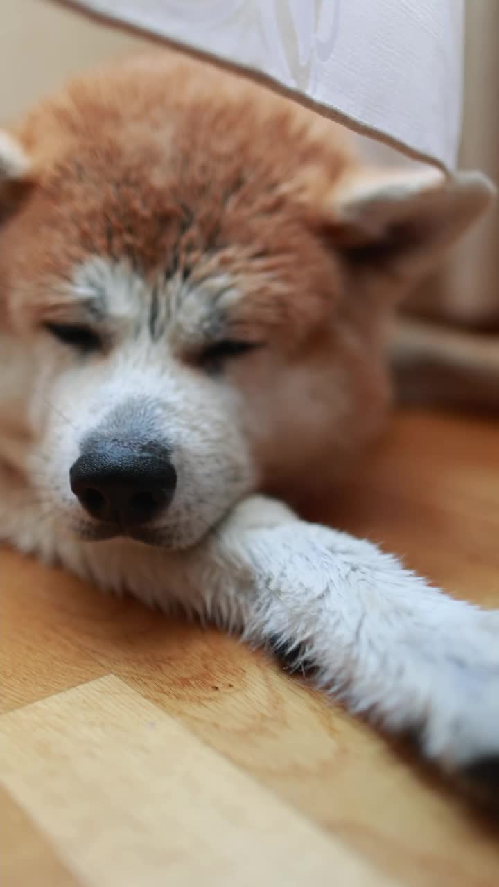 秋田犬洗澡后视频素材