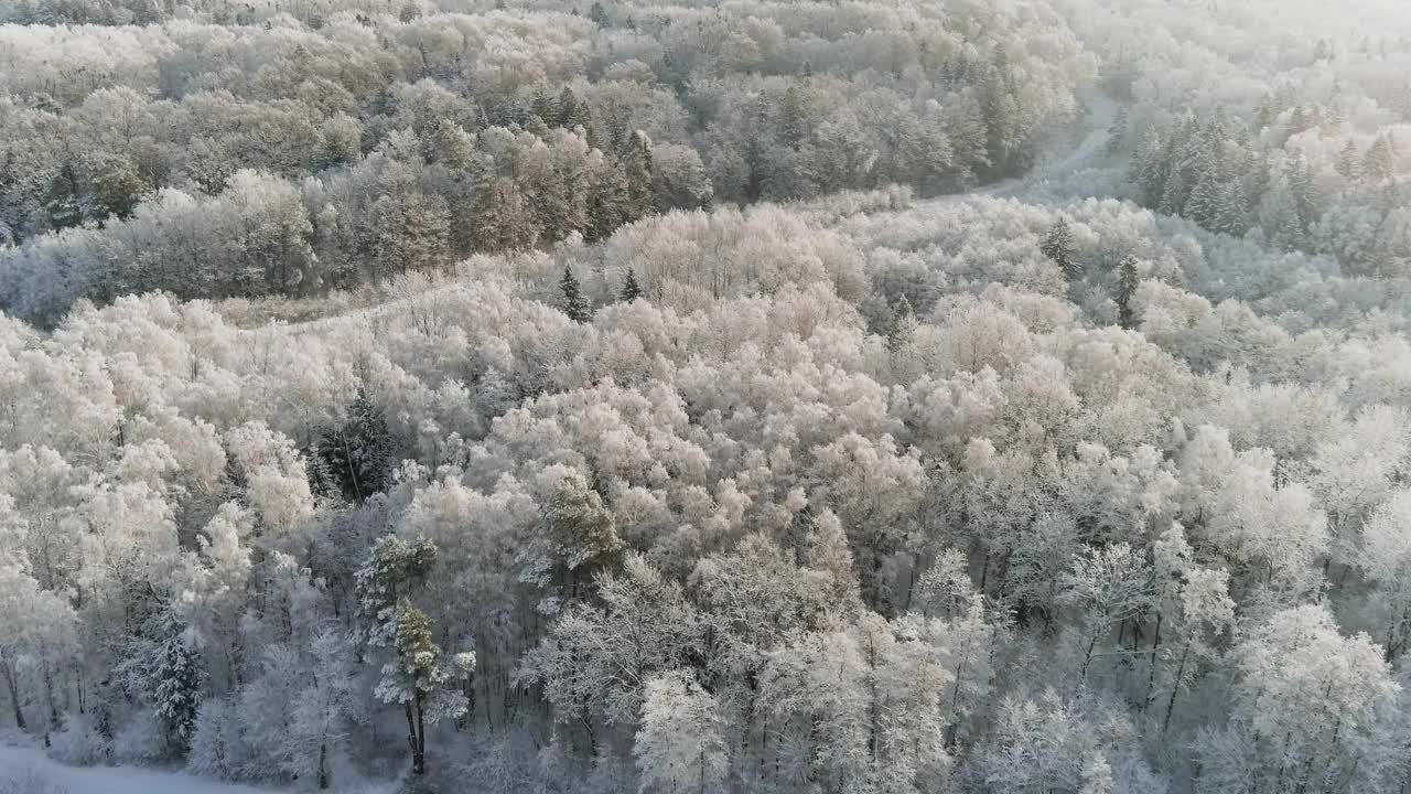 自然冬季森林景观。冬季松树林的无人机鸟瞰图视频素材