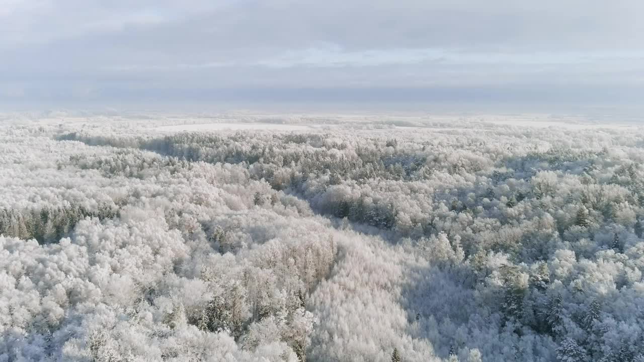 非城区雪常绿林。松林冬季的鸟瞰图视频素材