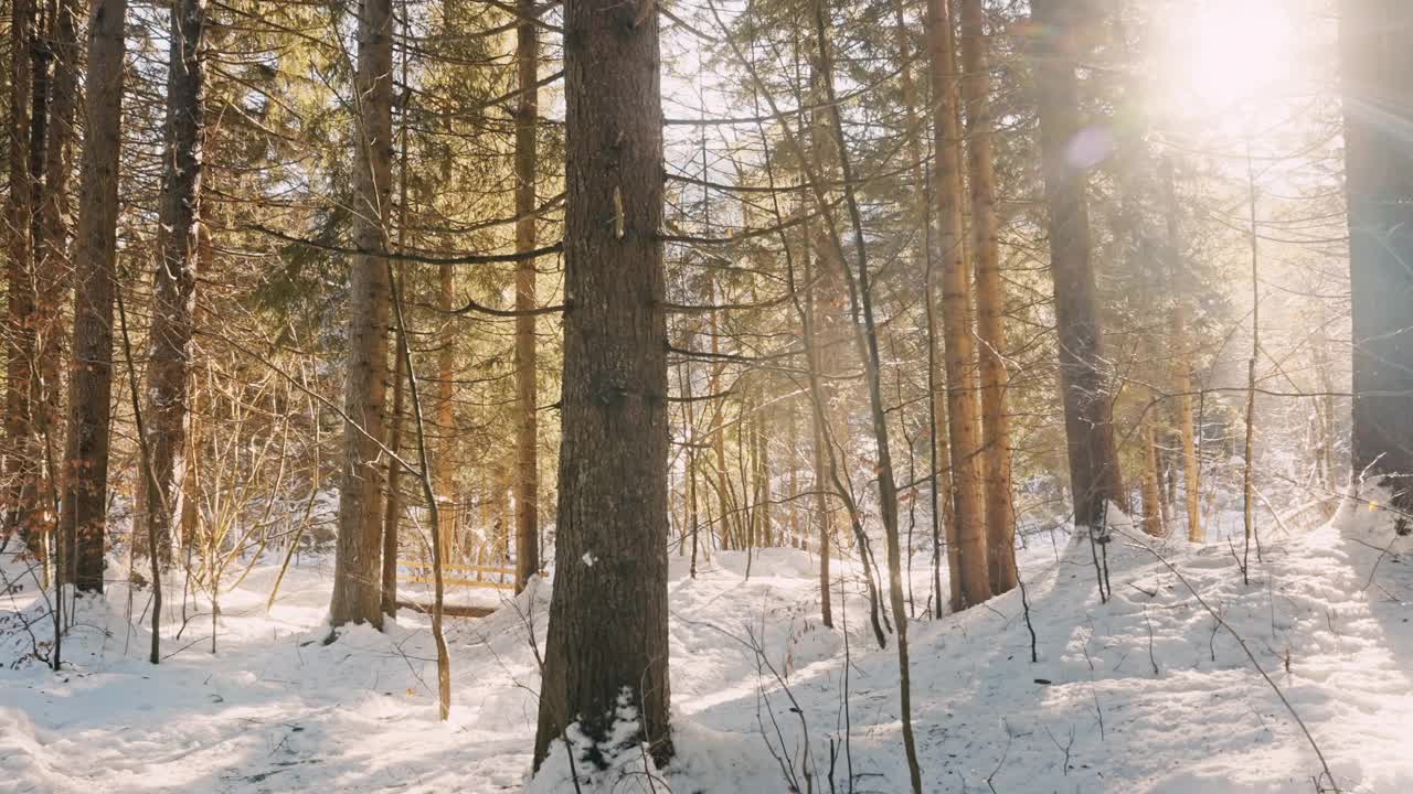 冬季景观有降雪，云杉枝上的霜冻生长间隙，圣诞冬季景观美丽视频素材