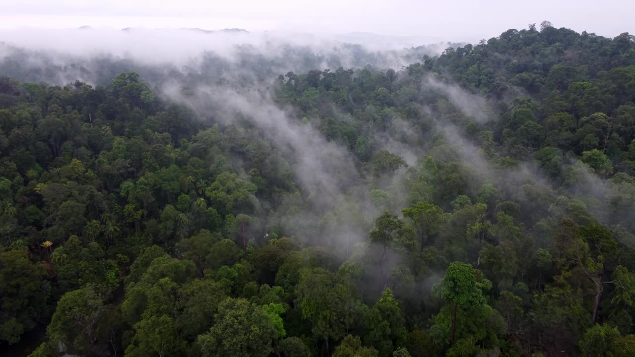 鸟瞰图热带雨林上空的云雾视频素材