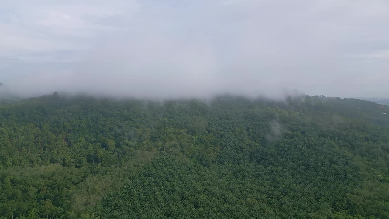 空中飞向云雾覆盖的油棕农场视频素材