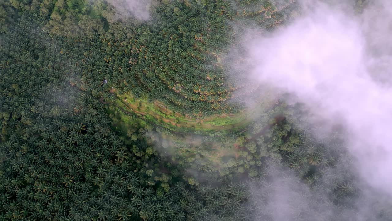 空中旋转俯瞰油棕种植园视频素材