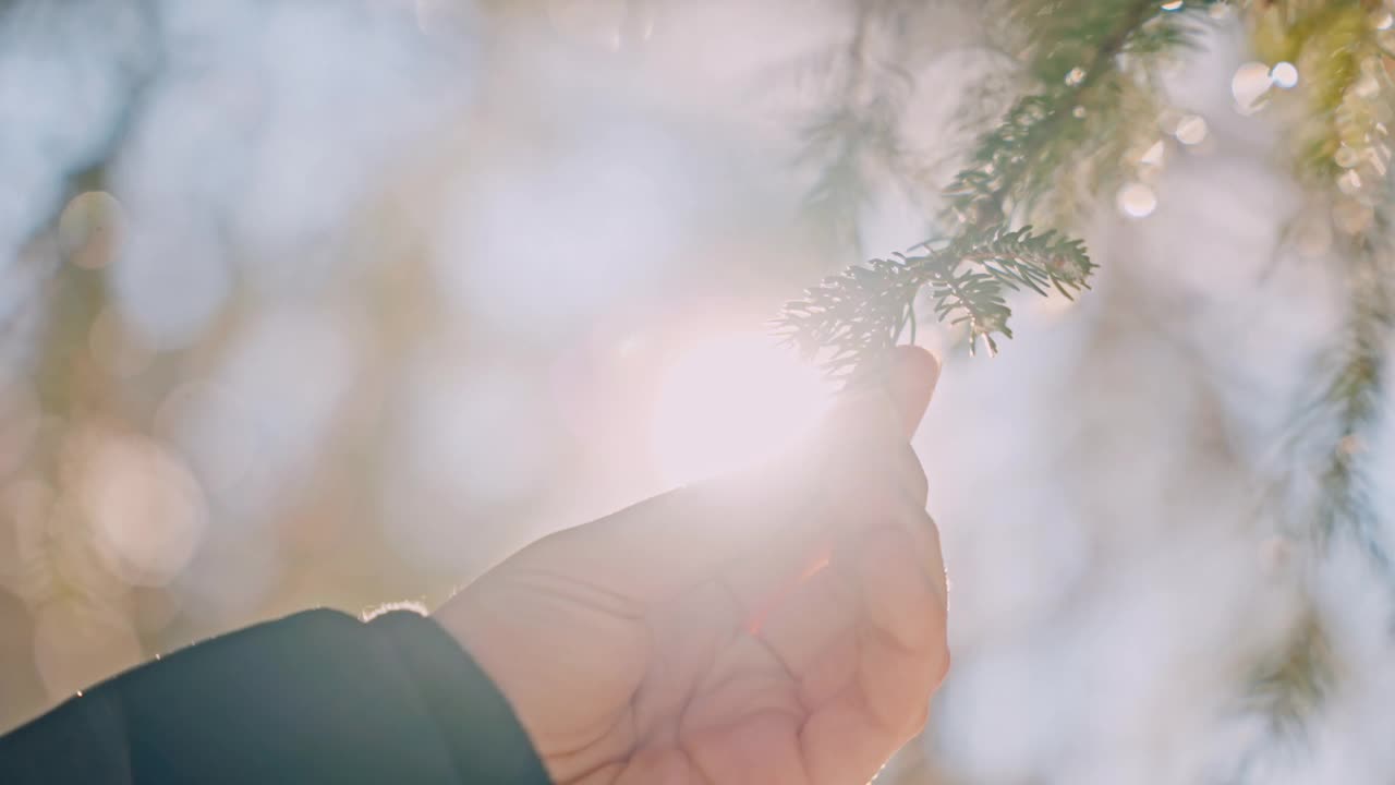 在一个阳光明媚的日子里，一个女人的手触摸着森林里的一根绿色的松枝视频素材