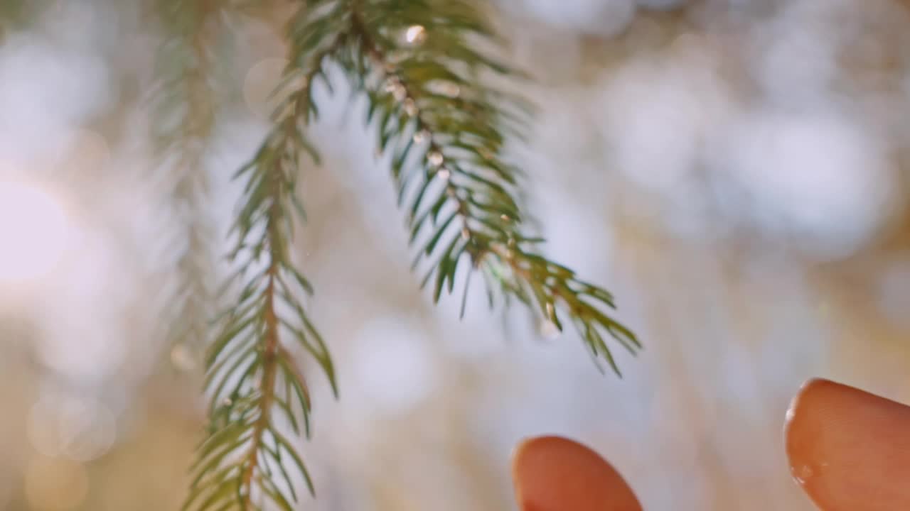 在一个阳光明媚的日子里，一个女人的手触摸着森林里的一根绿色的松枝视频素材