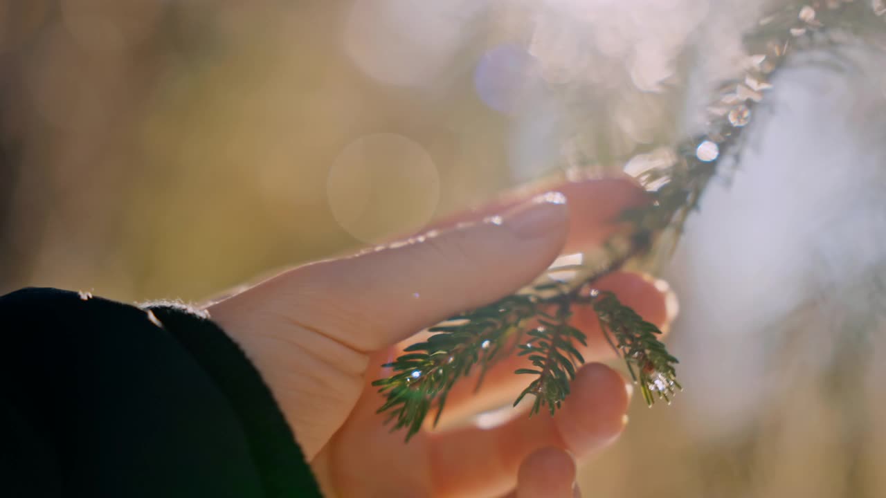 在一个阳光明媚的日子里，一个女人的手触摸着森林里的一根绿色的松枝视频素材